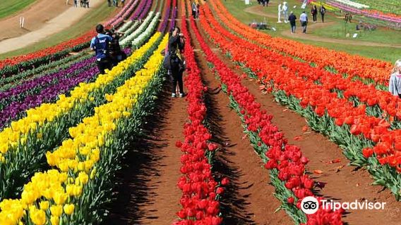 Tesselaar Flower Farm