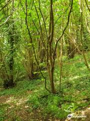 Bluebell Hill Picnic Site