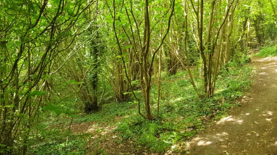 Bluebell Hill Picnic Site