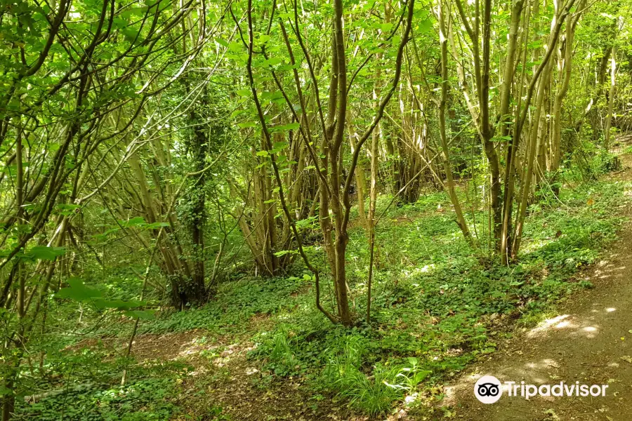 Bluebell Hill Picnic Site