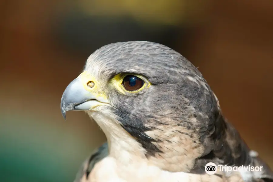 Huxley's Birds of Prey Centre and Gardens