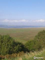 Gower Salt Marsh Lamb