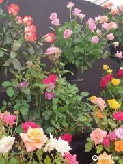 Shrewsbury Flower Show