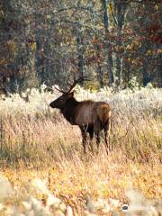 The Elk and Bison Prairie