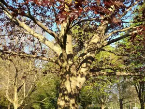 Arboretum Sunnidale Park