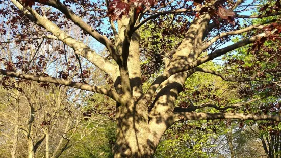 Arboretum Sunnidale Park