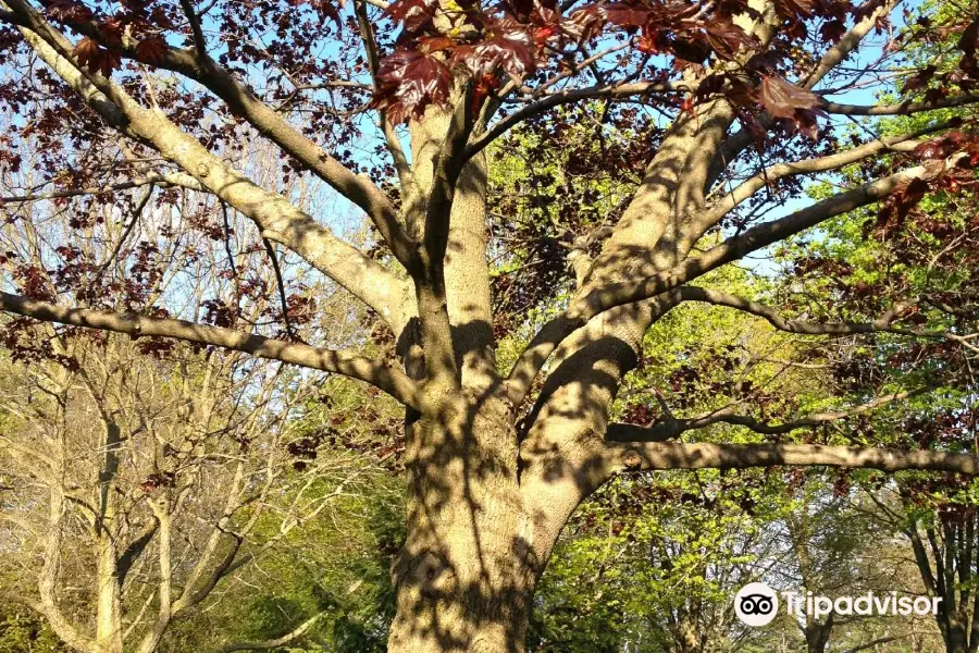 Arboretum Sunnidale Park