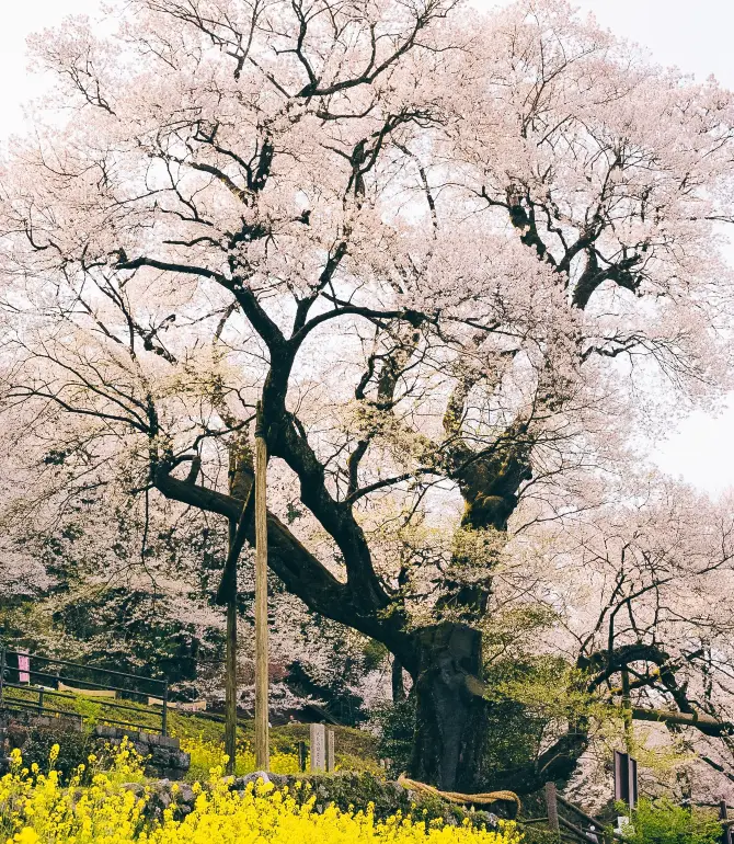 Niyodogawa