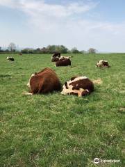 Wittenham Clumps