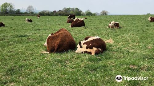 Wittenham Clumps