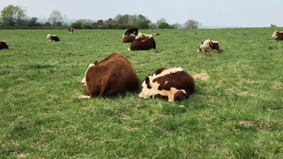 ウィッテンハムの木立