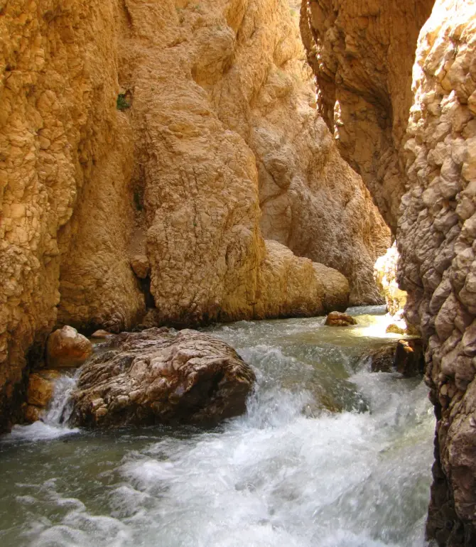 Cham Ali