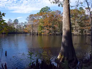 Sam Houston Jones State Park