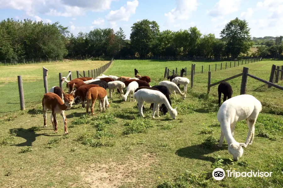 Salem Alpacas