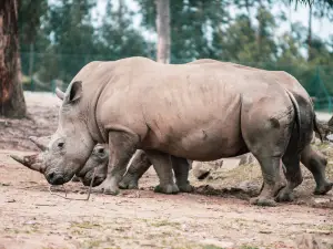 Zoo Santo Inácio