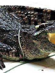 Phuket Crocodile World