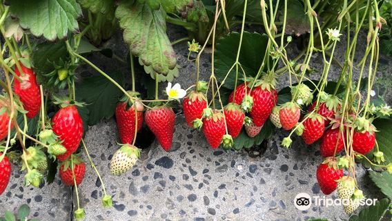 Strawberry Picking Park & Strawberry Cafe Kunoya