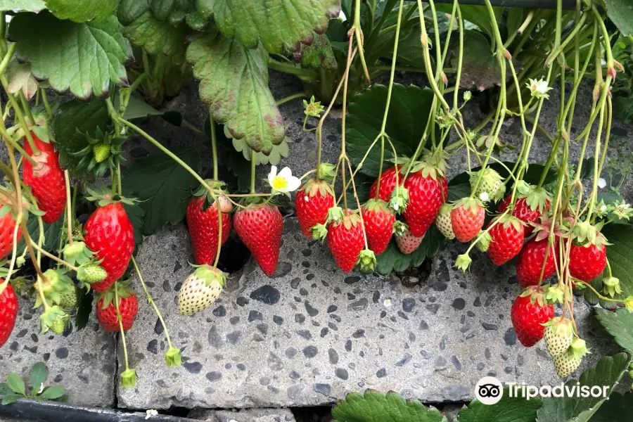 Strawberry Picking Park & ​​Strawberry Cafe Kunoya