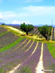 Plateau de Valensole