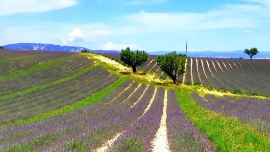 Plateau de Valensole