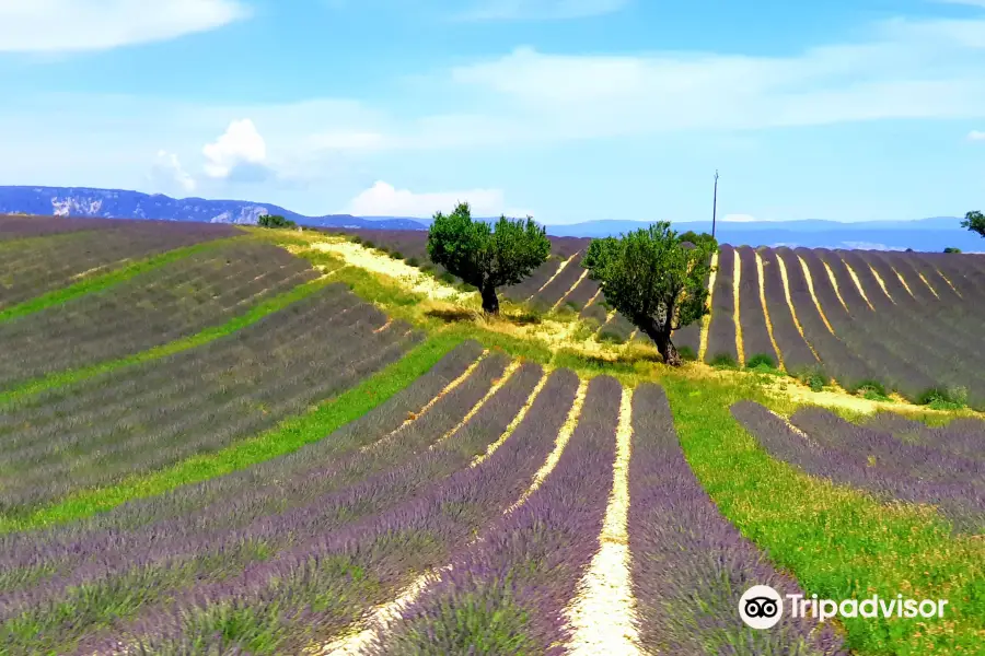 Plateau de Valensole