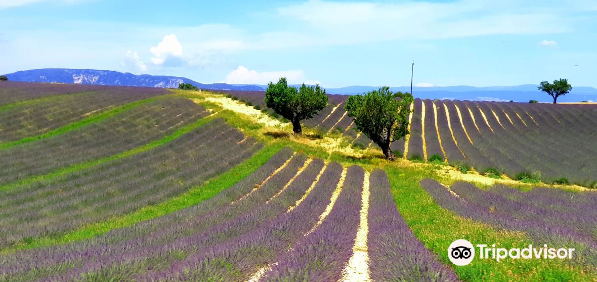 Valensole. La soucoupe volante revient