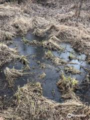 Wasilla Creek Wetlands Trail