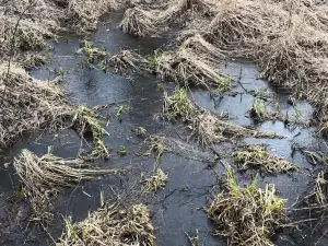 Wasilla Creek Wetlands Trail