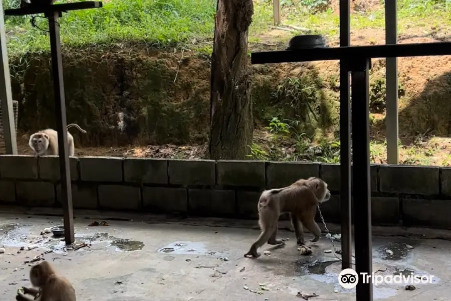 Phuket Monkey School