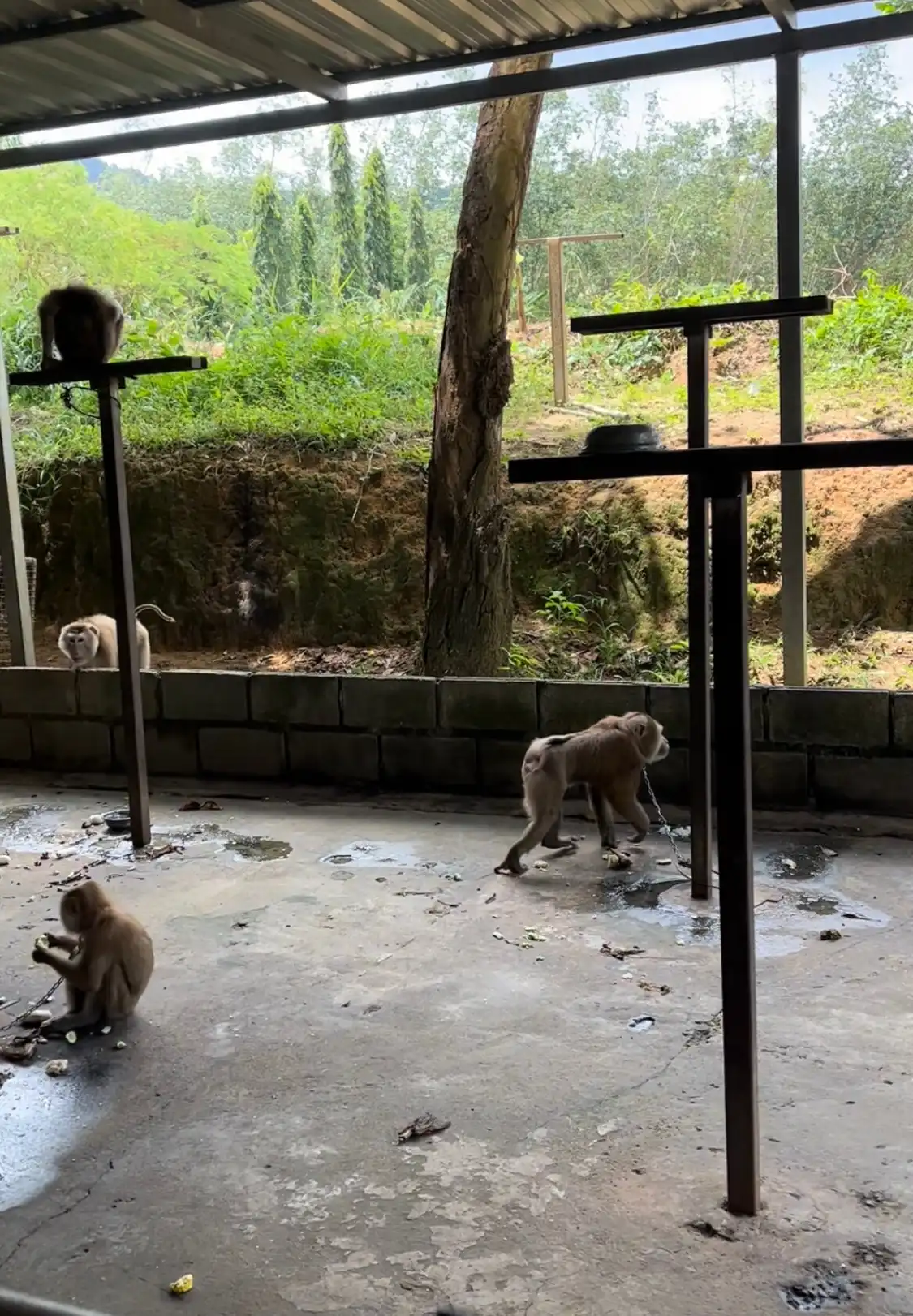 Hotel in zona Phuket Monkey School