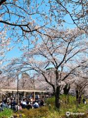 洗足池公園