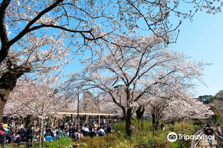 洗足池公園