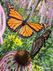 Idlewild Butterfly Farm