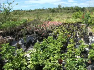 Eleuthera Island Farm