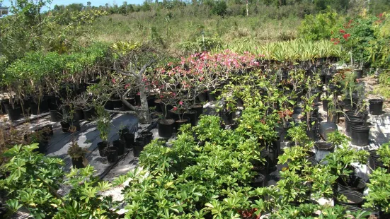 Eleuthera Island Farm