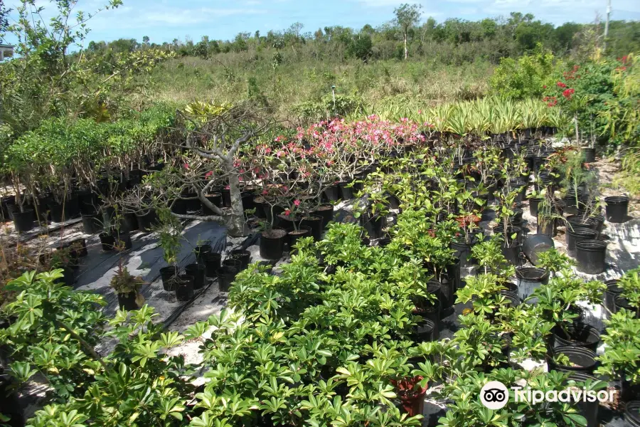 Eleuthera Island Farm