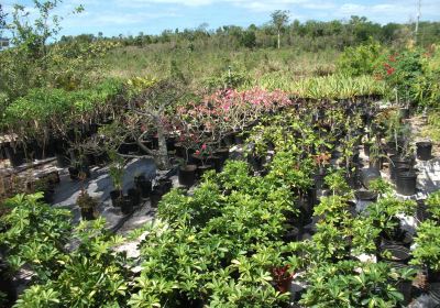 Eleuthera Island Farm