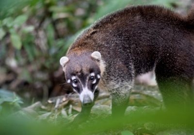 Werner Sauter Biological Reserve