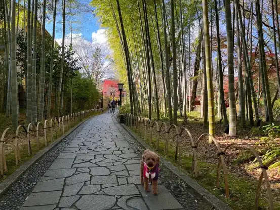 鄰近竹林小徑的酒店