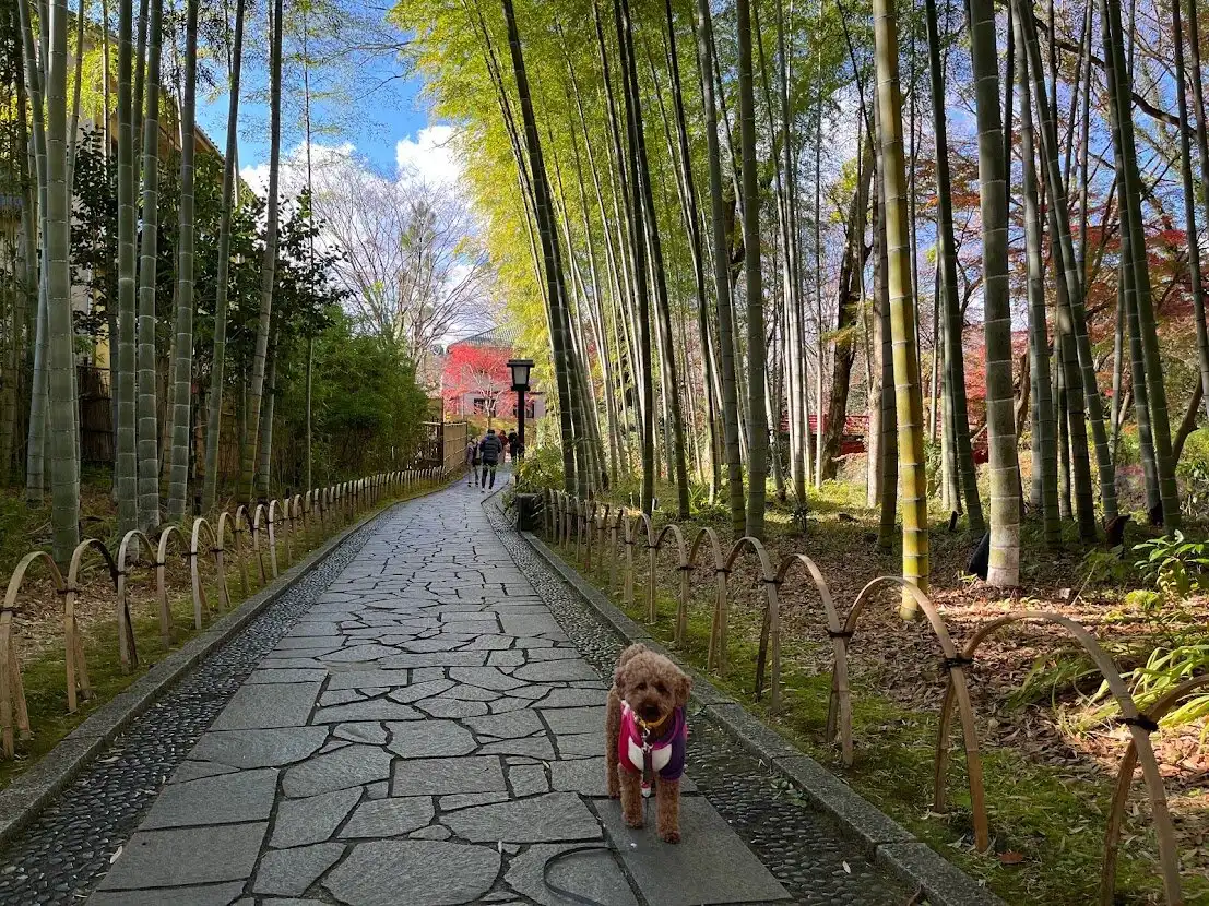 Hotels near Bamboo Forest Path