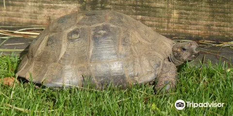 Tiggywinkles Wildlife Hospital Visitor's Centre
