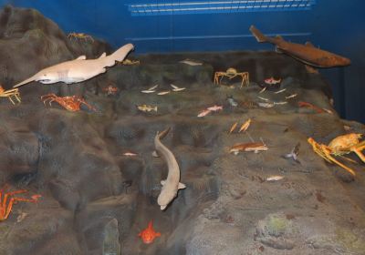 Surugawan Deep Sea Fish Museum