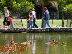 Zoofari