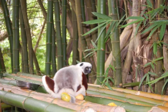 Antsiranana-provinsen