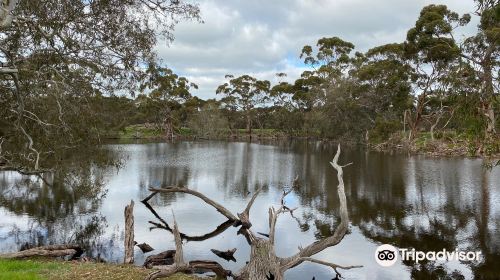 Duck Lagoon