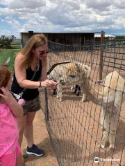 Blue Mesa Alpacas