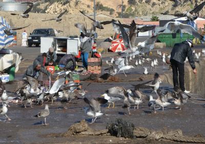 Port de pêche d'Agadir
