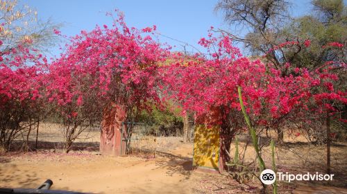 India Wildlife Safari