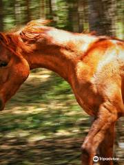 Caballos Albarracín