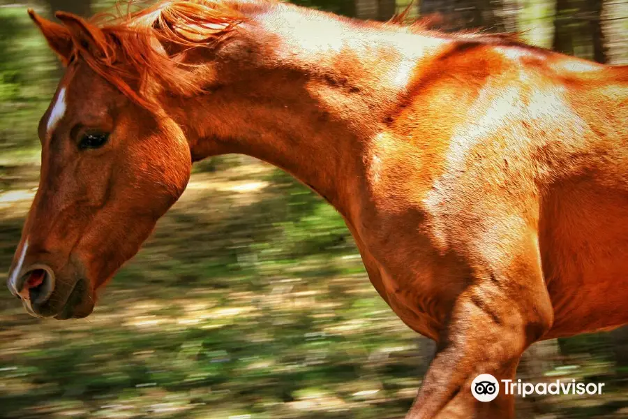 Caballos Albarracin